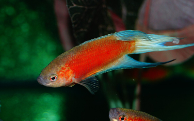  	Macropodus Opercularis Blue Fin Red Abri sous roche
